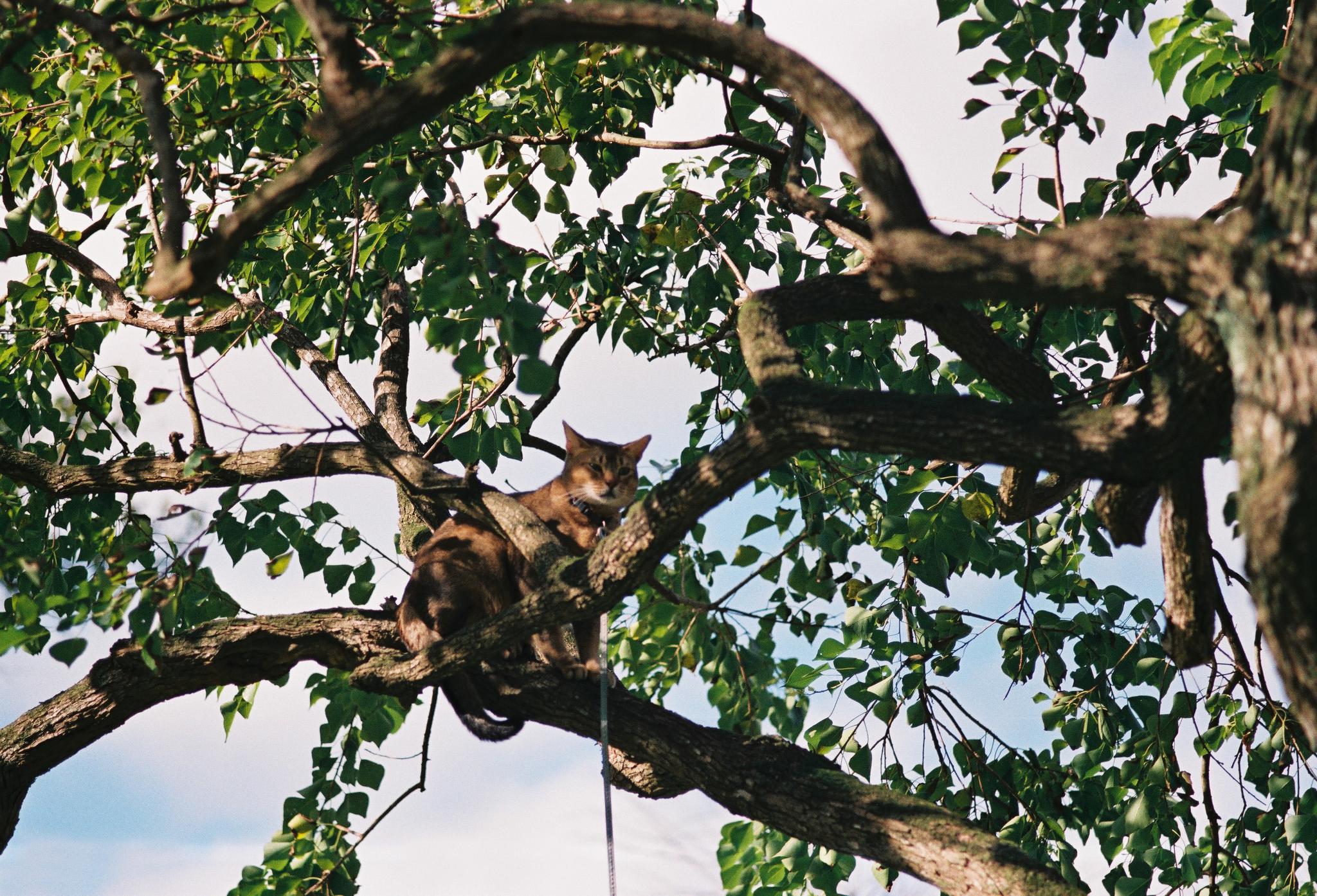 午后的休憩时光